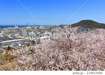【香川県】桜咲く春の丸亀城（本丸から見た二の丸に咲く桜と宇多津の町並み） 114037840