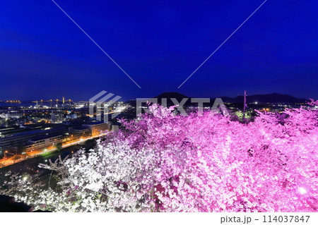【香川県】桜咲く春の丸亀城（本丸から見た二の丸に咲く桜と宇多津の町並み）イルミネーション 114037847