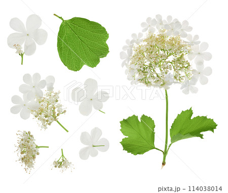 Viburnum flower isolated on a white background. Top view. Flat lay. Viburnum flower isolated on a white background. Top view. Flat lay. 114038014