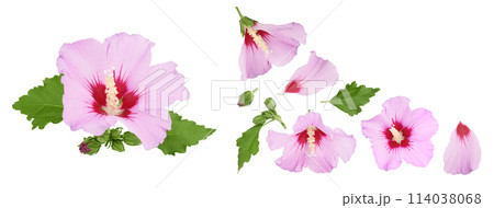 Pink hibiscus flower isolated on white background. Top view with copy space for your text. Flat lay. 114038068