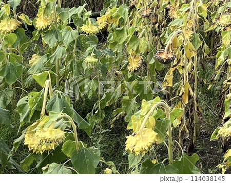 向日葵 ひまわり ヒマワリ 向日葵 ひまわり ヒマワリ 114038145