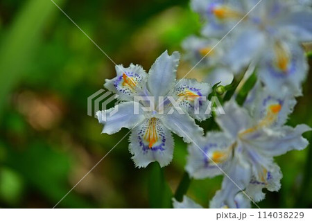 岩瀧寺のシャガの花 岩瀧寺のシャガの花 114038229