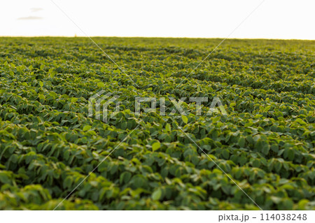 Agriculture. Soybean green plants growing in rows in cultivated field. Organic farming. Agricultural soy vegetable plantation, healthy food. Modern agribusiness. Bio lifestyle farmland Agriculture. Soybean green plants growing in rows in cultivated field. Organic farming. Agricultural soy vegetable plantation, healthy food. Modern agribusiness. Bio lifestyle farmland 114038248