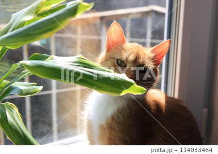 A pet, a mammal - a red-haired cat with white spots and a mustache sits on the window sill at the window in the daytime, sniffs and looks at the green leaves of the indoor palm plant A pet, a mammal - a red-haired cat with white spots and a mustache sits on the window sill at the window in the daytime, sniffs and looks at the green leaves of the indoor palm plant 114038464