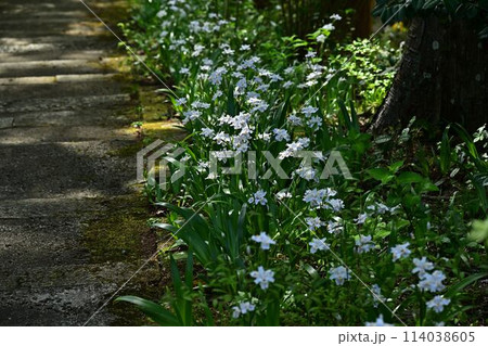 岩瀧寺のシャガの花 岩瀧寺のシャガの花 114038605