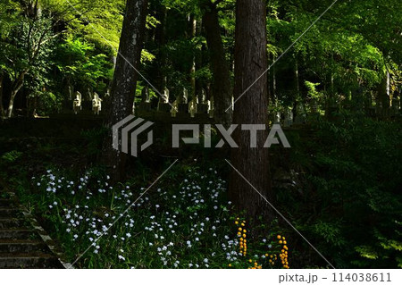 岩瀧寺のシャガの花 114038611