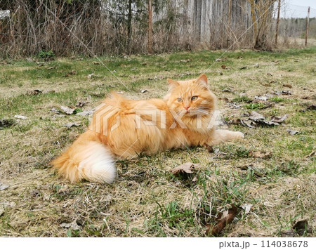 A red-haired cat with fluffy long hair and yellow eyes looks away and lies on the green grass among dry leaves on a spring evening	 114038678