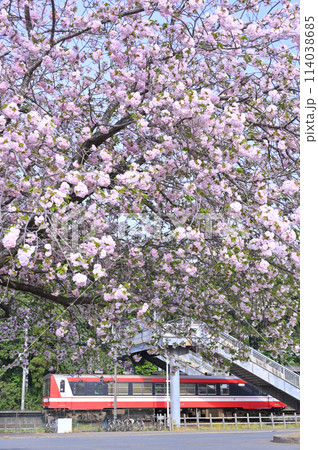 満開の八重桜と鹿島臨海鉄道6000形気動車 満開の八重桜と鹿島臨海鉄道6000形気動車 114038685