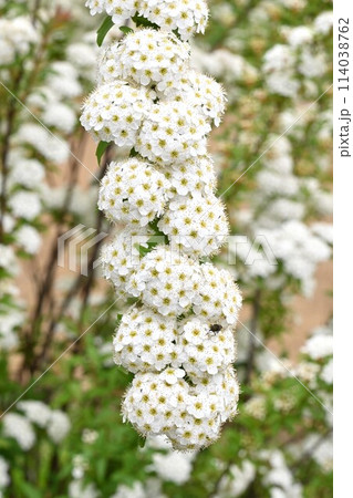 コデマリ(小手毬)の花 コデマリ(小手毬)の花 114038762