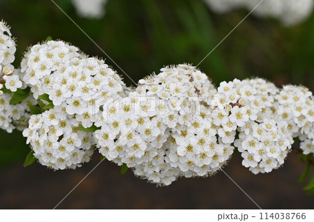 コデマリ(小手毬)の花 コデマリ(小手毬)の花 114038766