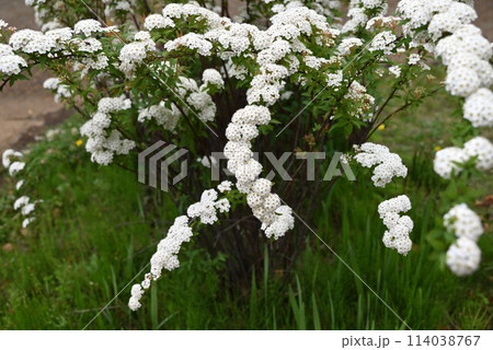 コデマリ(小手毬)の花 コデマリ(小手毬)の花 114038767