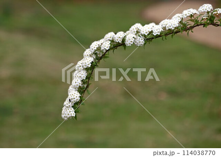 コデマリ(小手毬)の花 コデマリ(小手毬)の花 114038770
