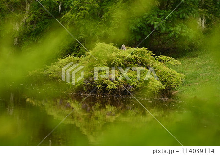 新緑の藤の木 新緑の藤の木 114039114