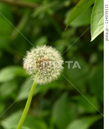 新緑を背景にタンポポの綿帽子 114039115