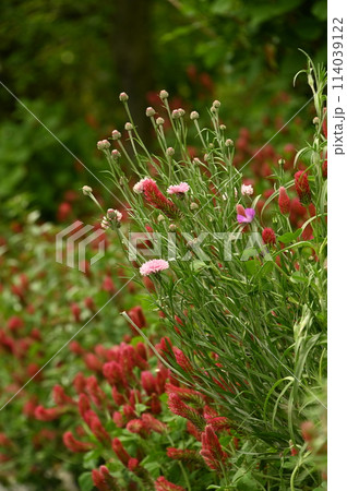 ストロベリーキャンドルと矢車草 ストロベリーキャンドルと矢車草 114039122