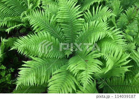 クサソテツ（草蘇鉄）の葉・若芽は山菜 114039187