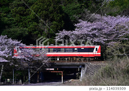 満開の桜と赤い鹿島臨海鉄道6000形気動車 114039309