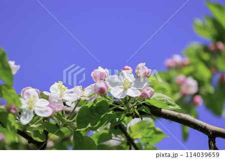 りんごの花 114039659