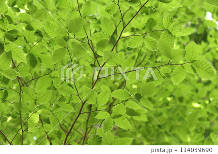 自然　植物　ブナ、初夏一斉に展開した若葉が木陰を作ります② 114039690