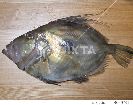 マトウダイが釣れました 114039701