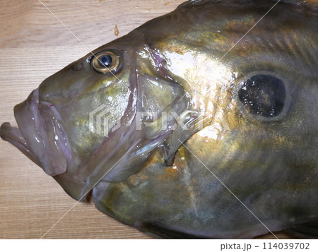 マトウダイが釣れました マトウダイが釣れました 114039702