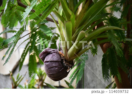 コウモリラン 114039732