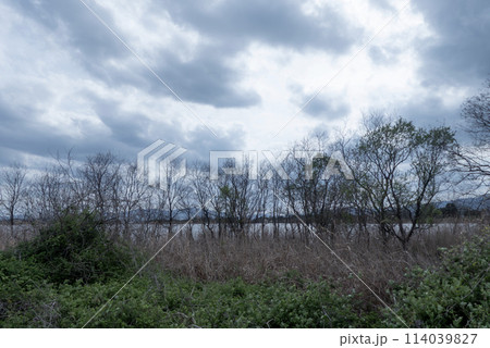 曇り空の琵琶湖につながった内湖　滋賀県草津市津田江内湖 114039827