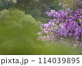 春の公園でピンクが美しいコバノミズバツツジ 114039895