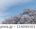 青空に桜と電線 114040163