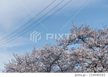 青空に桜と電線 青空に桜と電線 114040163
