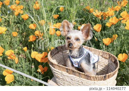 カゴに入ったヨークシャテリアとポピー 114040277