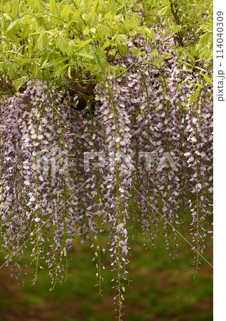 かわいい藤の花 かわいい藤の花 114040309