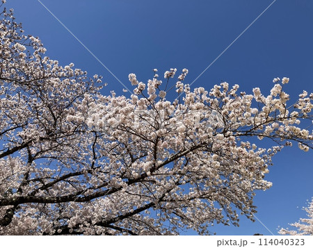 満開の桜 満開の桜 114040323