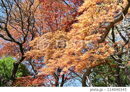 春、赤く染まる血潮紅葉 春、赤く染まる血潮紅葉 114040345