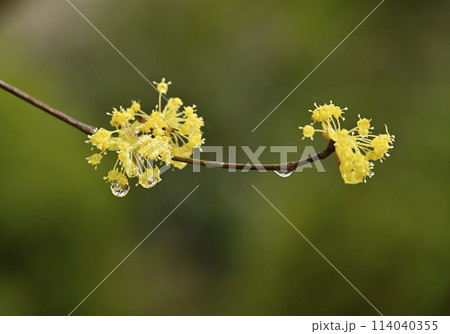 サンシュウの花 サンシュウの花 114040355