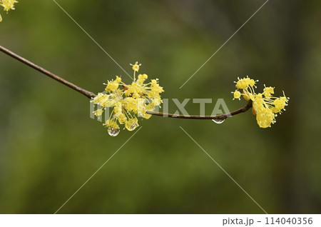 サンシュウの花 114040356
