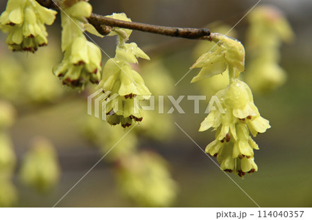 ヒュウガミズキの花 ヒュウガミズキの花 114040357