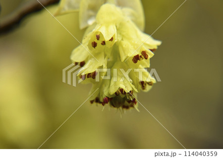 ヒュウガミズキの花 114040359