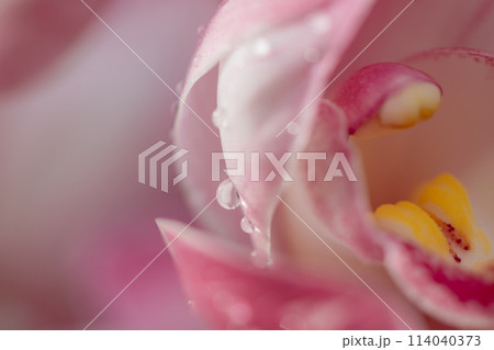 花びらにつく雫 114040373