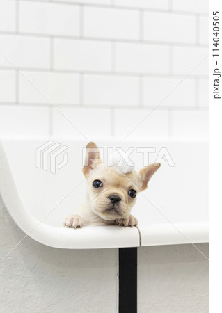 入浴中のフレンチブルドック 114040505