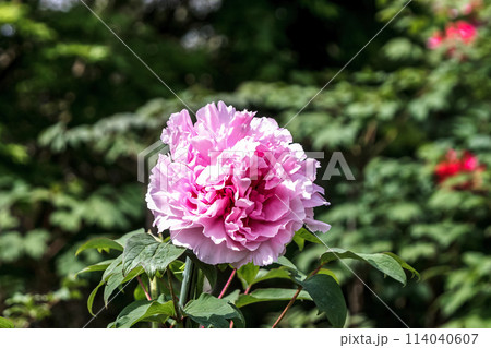 百花の王とも言われる落葉小低木の桃色の牡丹 114040607