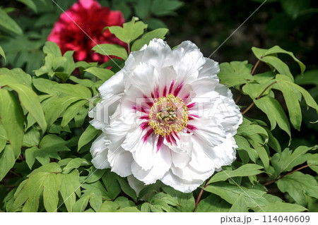 百花の王とも言われる落葉小低木の桃色の牡丹 百花の王とも言われる落葉小低木の桃色の牡丹 114040609