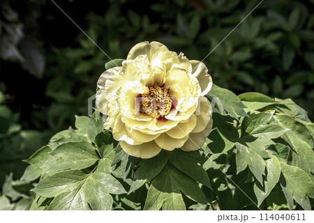 百花の王とも言われる落葉小低木の桃色の牡丹 114040611