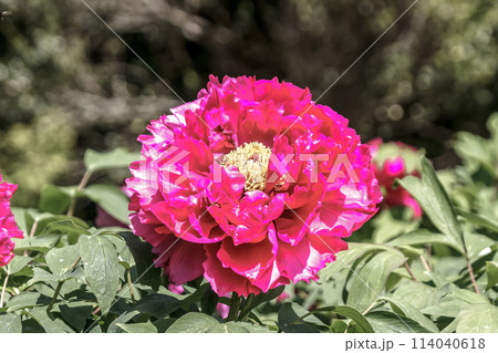 百花の王とも言われる落葉小低木の桃色の牡丹 百花の王とも言われる落葉小低木の桃色の牡丹 114040618