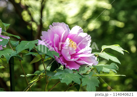 百花の王とも言われる落葉小低木の桃色の牡丹 百花の王とも言われる落葉小低木の桃色の牡丹 114040621
