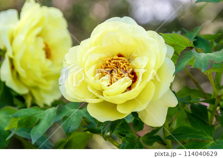 百花の王とも言われる落葉小低木の桃色の牡丹 114040629