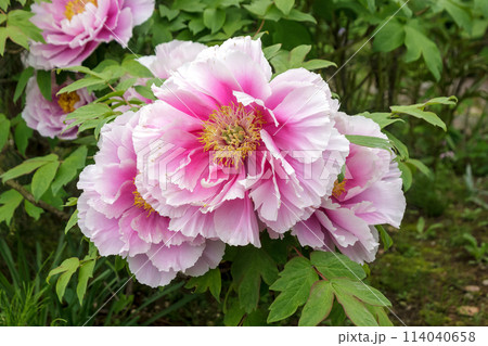 百花の王とも言われる落葉小低木の桃色の牡丹 百花の王とも言われる落葉小低木の桃色の牡丹 114040658