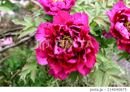 百花の王とも言われる落葉小低木の桃色の牡丹 114040675