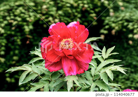 百花の王とも言われる落葉小低木の桃色の牡丹 114040677