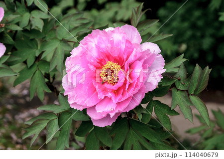 百花の王とも言われる落葉小低木の桃色の牡丹 114040679